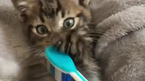 Brushing the cat