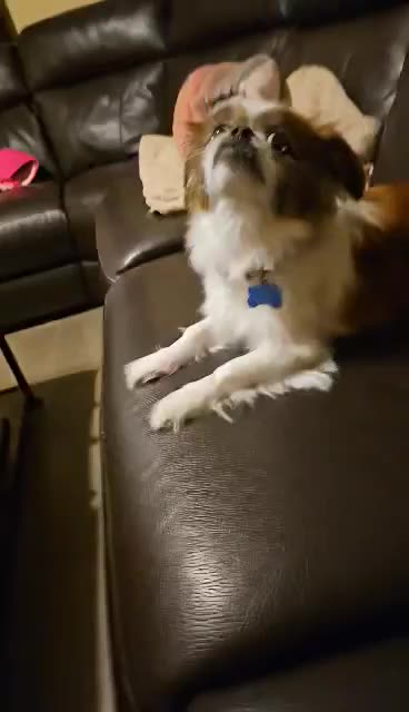 Derpy mini zooms 2023