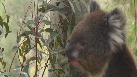 Koala. Amazing and cute koalas