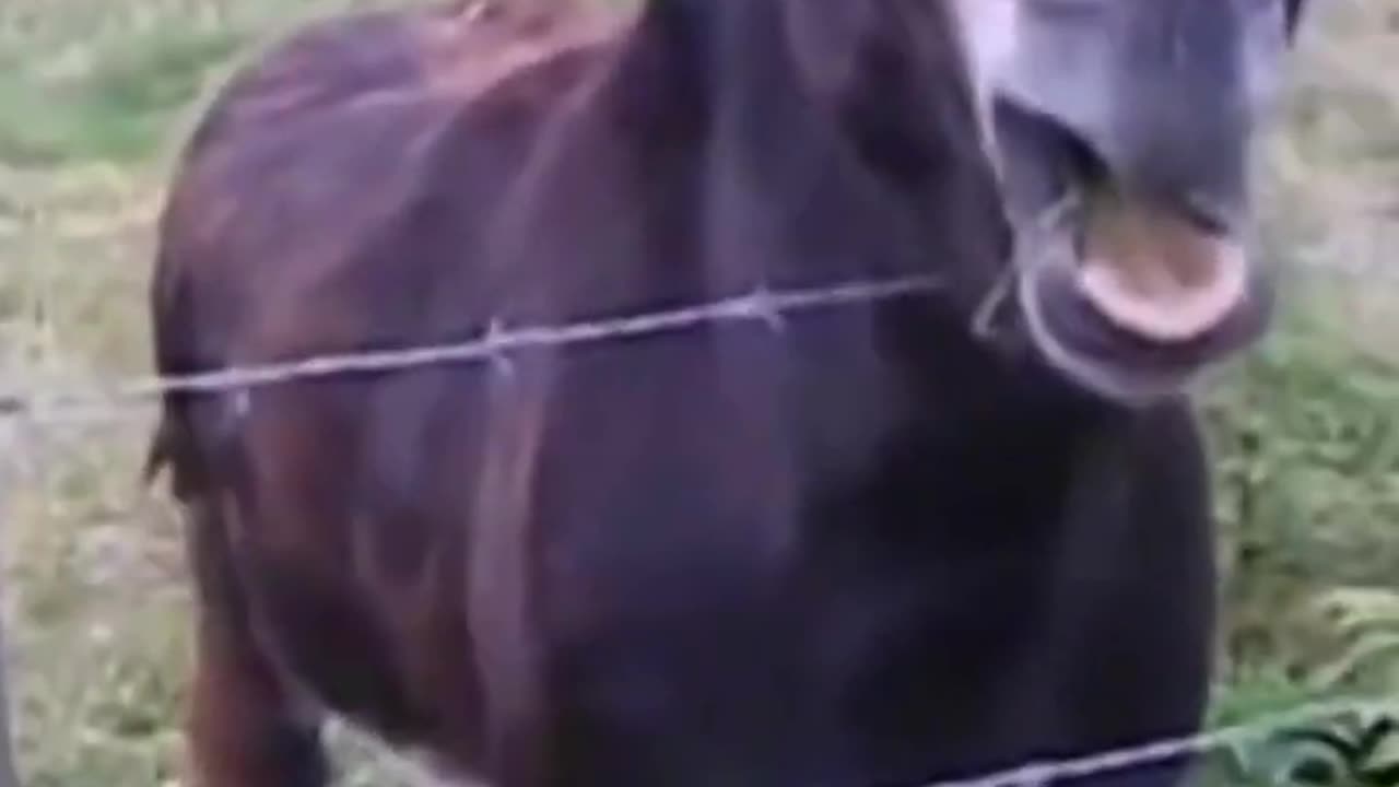 funny animal video 1 #funny #shorts