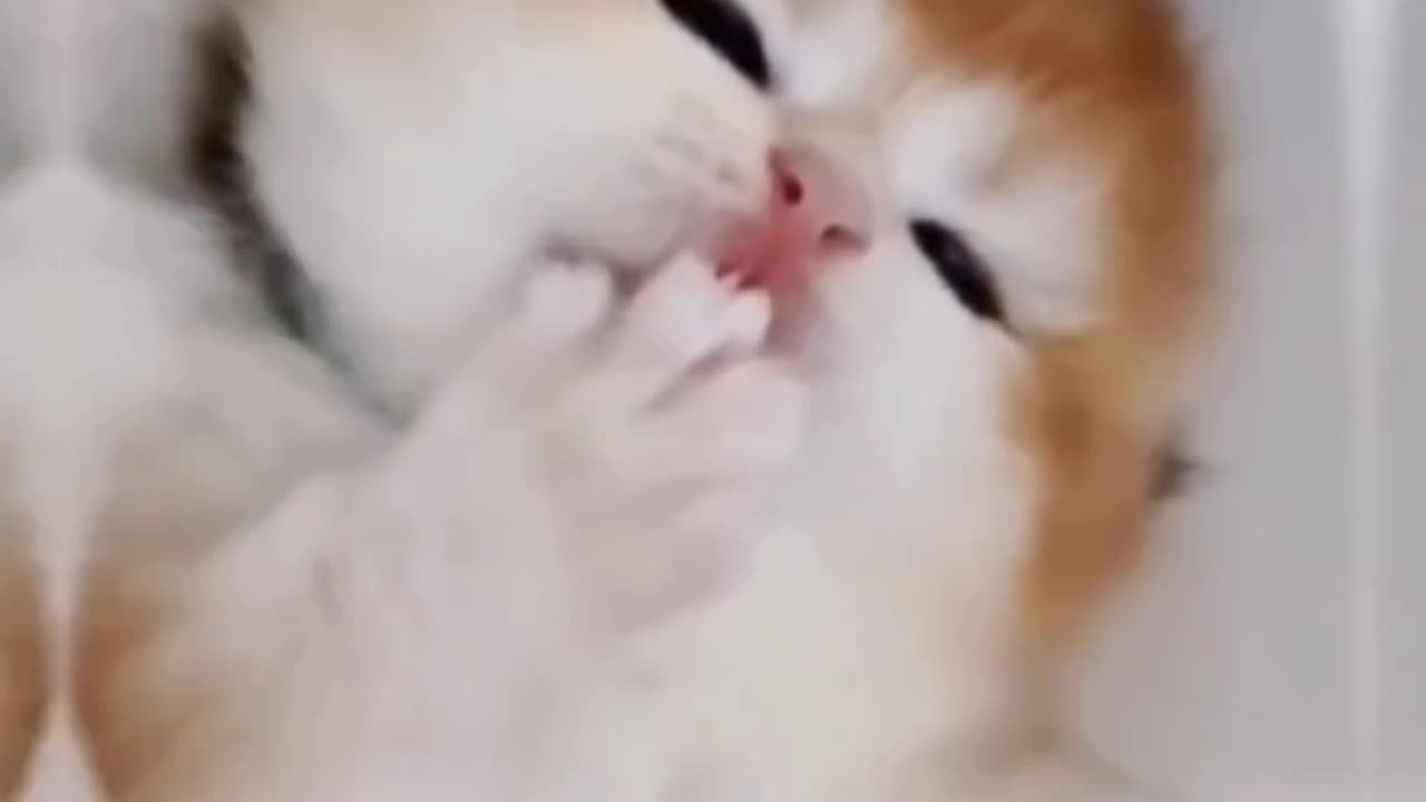Very funny cat