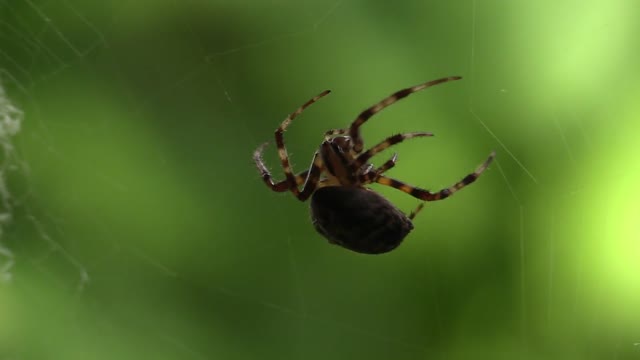 Spider making web#just for fun#animal world