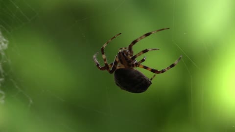 Spider making web#just for fun#animal world