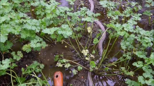 Giant Gippsland Earthworm flooded out of it's burrow_Cut