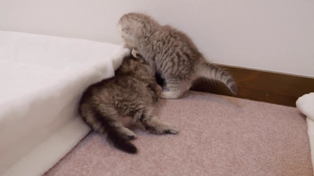 A kitten waking up his oversleeping brother was so cute_