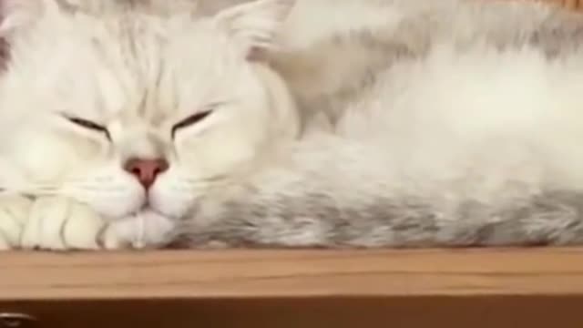 Oh no#CapCut #pet #cat #fyp #foryou
