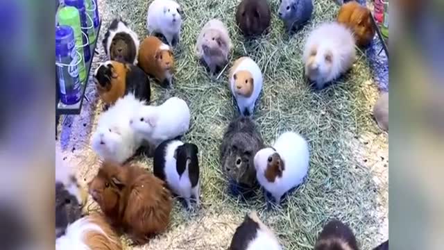 It's so cute, isn't it?