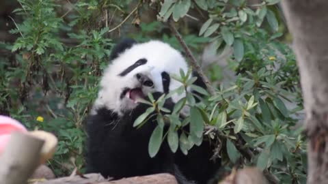 Giant panda，little tree