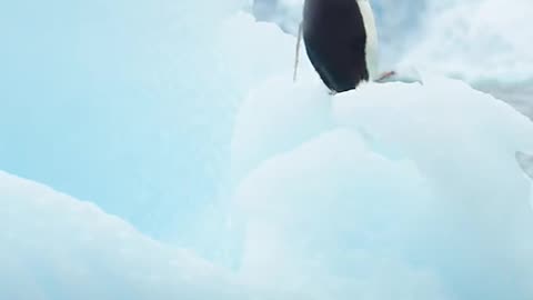 killer whale attack on penguin