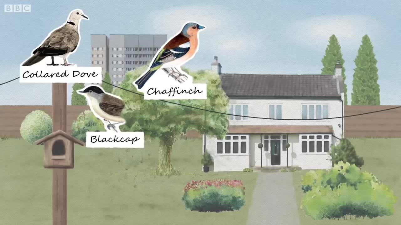 British Birdsong Montage | International Dawn Chorus Day | BBC Earth