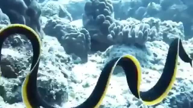 swimming ribbon eel