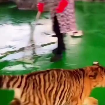 Tiger and swan