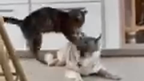 Astonishing cat and dog duo! Short funny memes