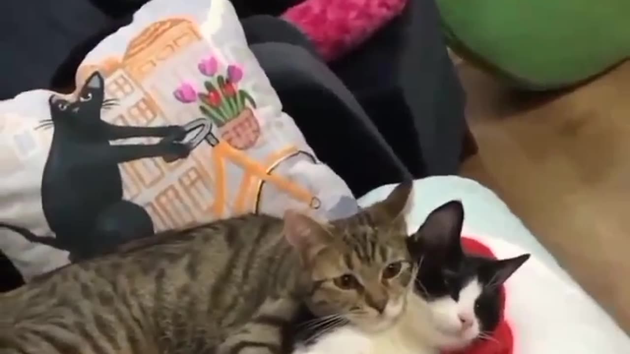 Animals video funny video cat video