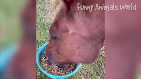 Funny pet videos