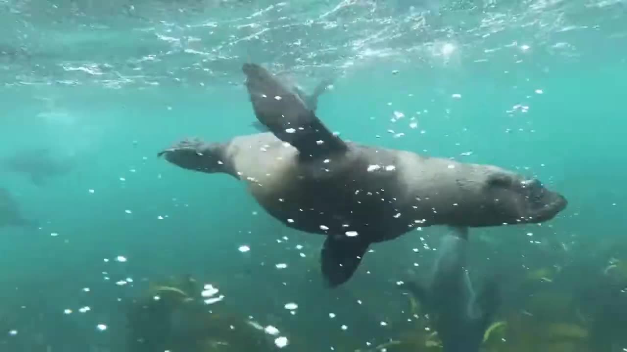 Sea Lions underwater