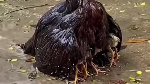 Mothers Are The Strongest Ones #shorts #viral #shortsvideo #video