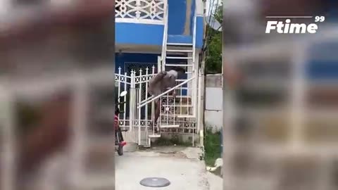 Try not to laugh 😂. Funniest moments caught on camera