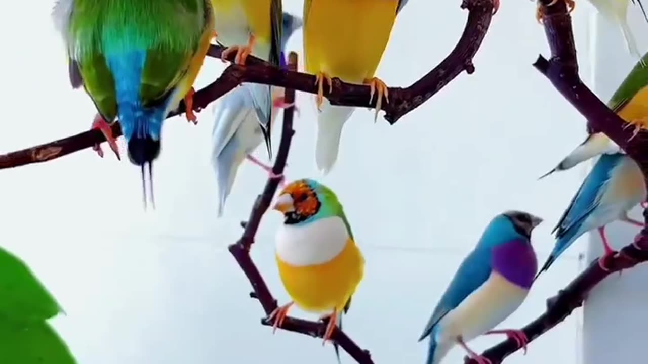 Beautiful Birds