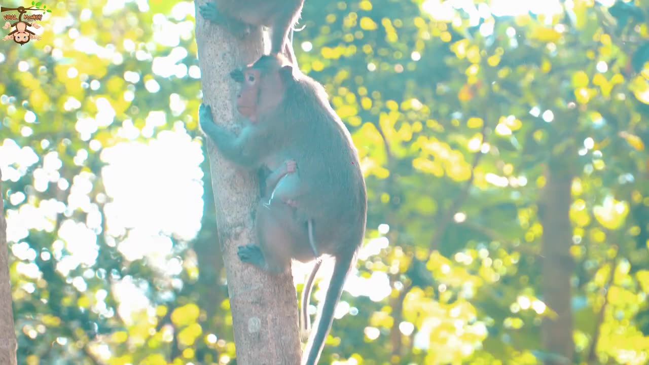 Animal Footage - Monkeys Beautiful | Viral Monkey Fun network of lovely