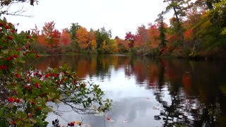 Beautiful Foliage