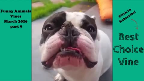Funny Animals - A Funny Animal Videos 2016