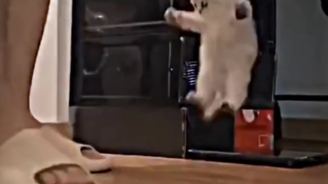 Cute Cats Collection 😅🤣😜🤪Get more funny