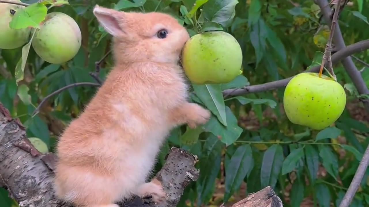 The little bunny eats an apple.