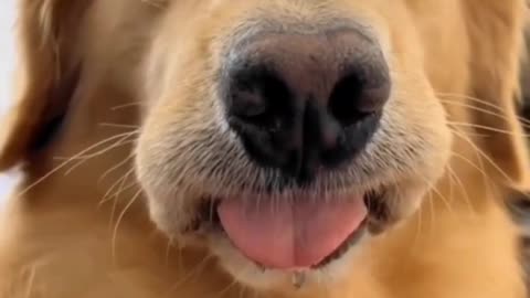 Dog video