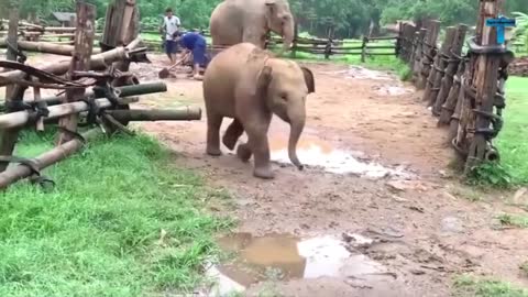 Top 60 most funny elephant video compilation.