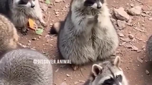 How cute 🥰 they are 🐿️🐿️🐿️🐿️
