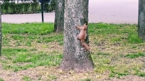 Funny birds