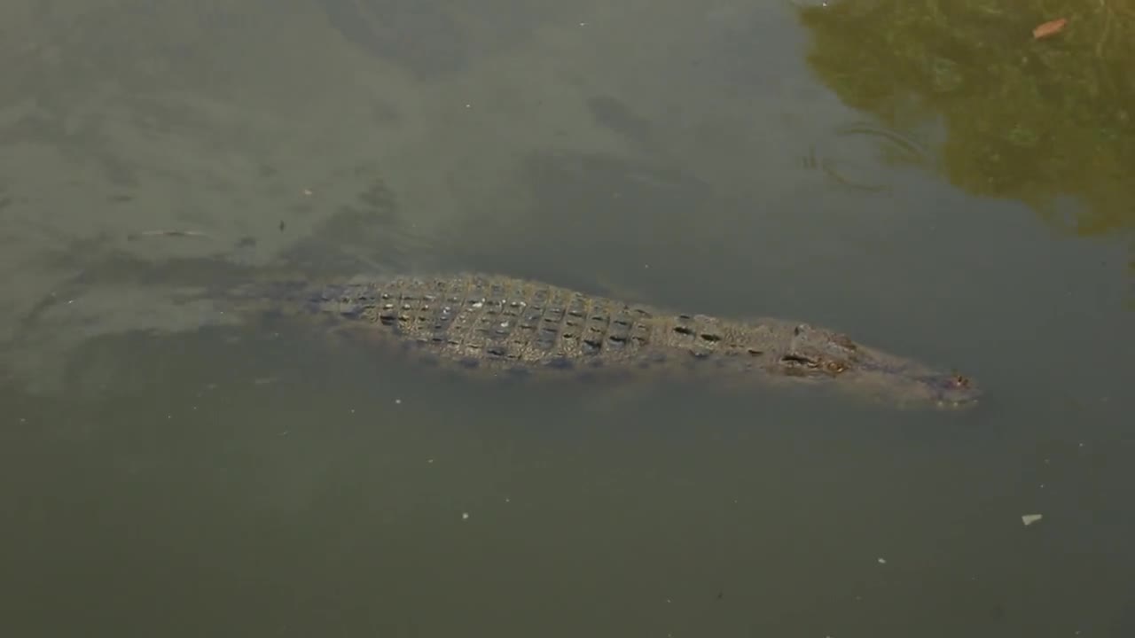 alligators