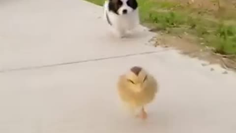 Fanny dog Fanny animals video Awesome fanny pet animals