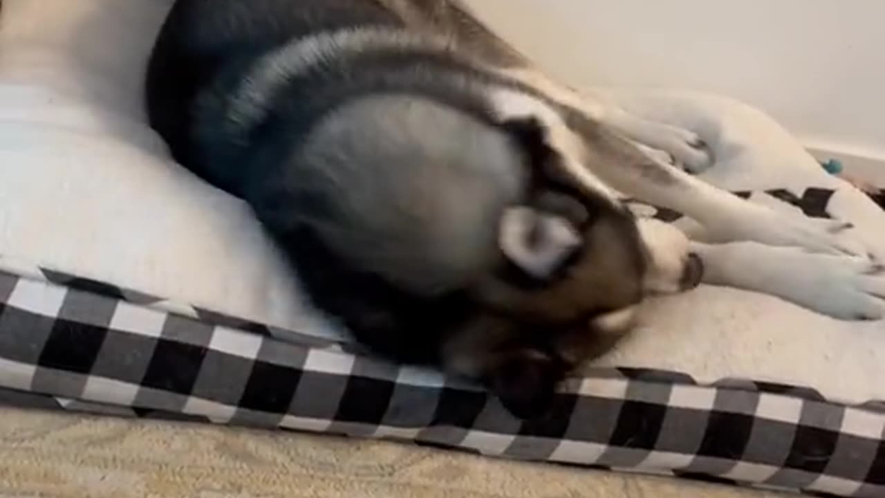 Any guesses as to what hes throwing a tantrum about today?
