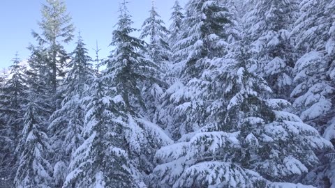 Video Of Snowy Trees