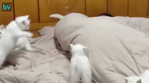 Beautifull cat's