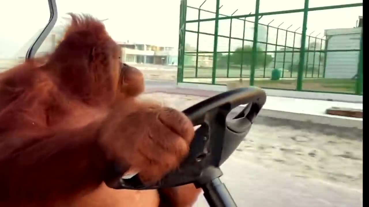Driving to the banana store
