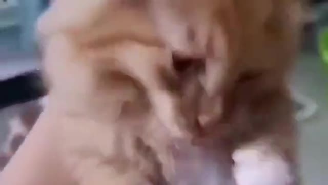 Funny cat collection, watch and laugh again