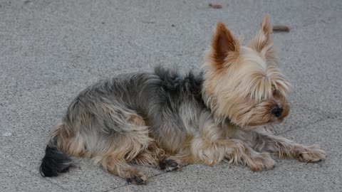 cãozinho fofinho