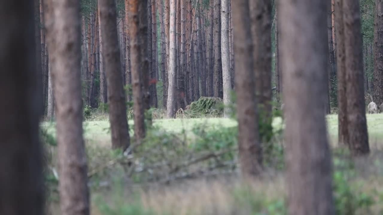 Surprise in the treeline red stags _ 2022 _ Veluwe _ 4K