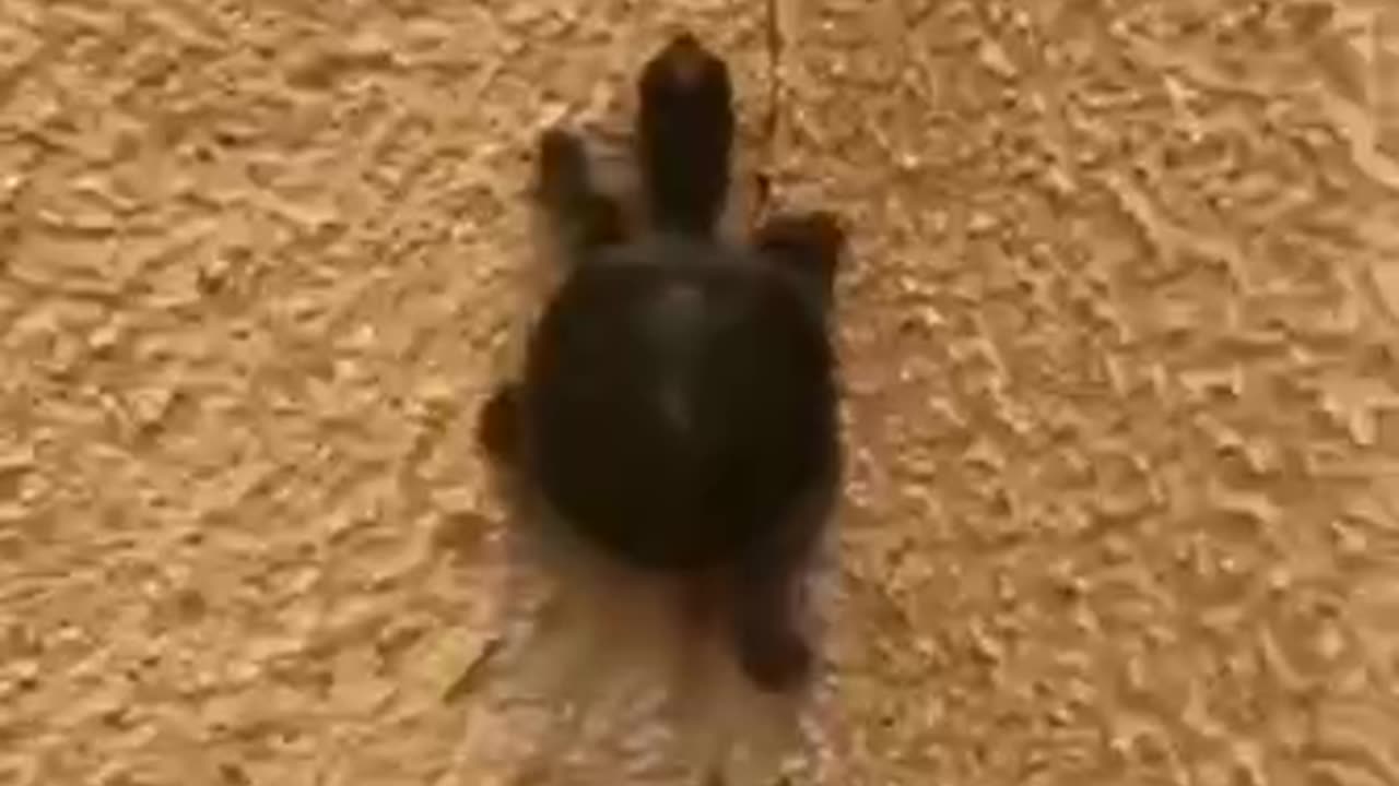 Now I have seen everything 😂