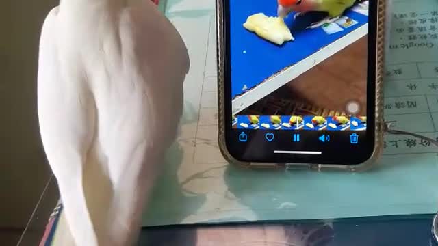 Bird Tries to Find Friend on Screen