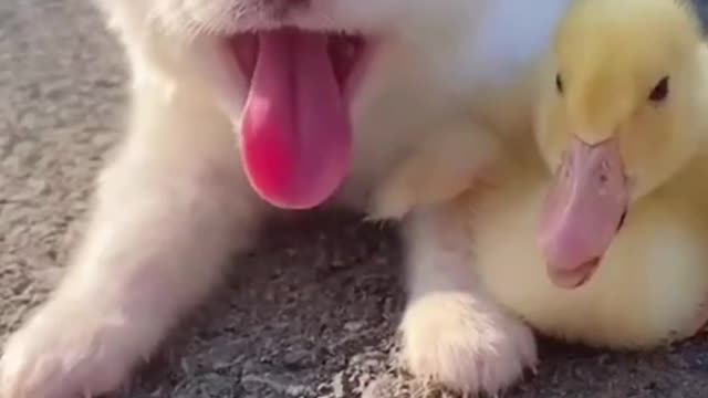 White cutest Dog and Smallest yellow duck playing with lovingly