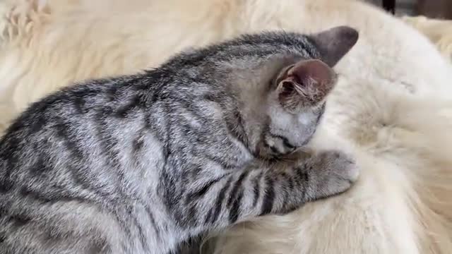 Funny Golden Retriever and Kitten