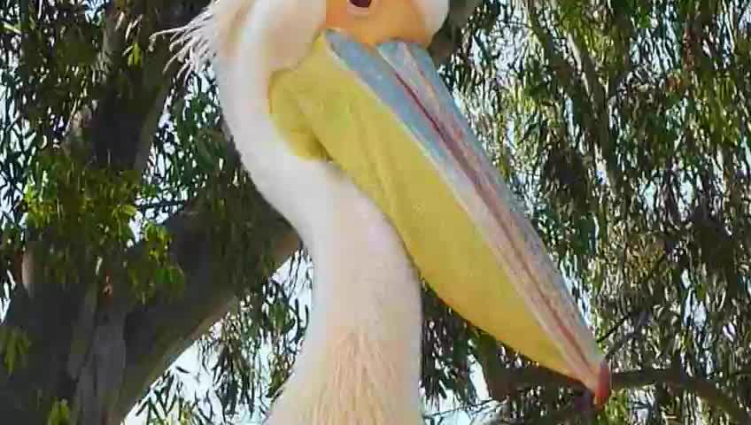 Beautiful pelican
