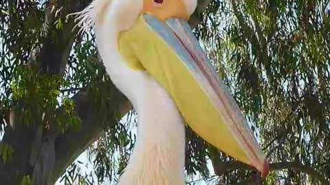 Beautiful pelican