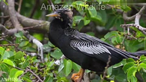 Wildlife Animals Relaxing sound