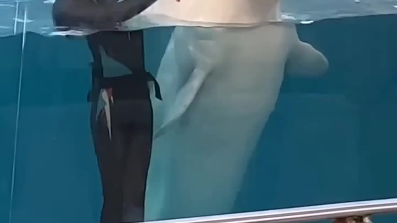 Lovely Dolphin kissing & Playing