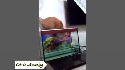 Kucing lucu
